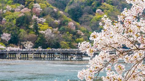 Japan’s Top 100 Blossoms: Arashiyama (Kyoto) | Nippon.com