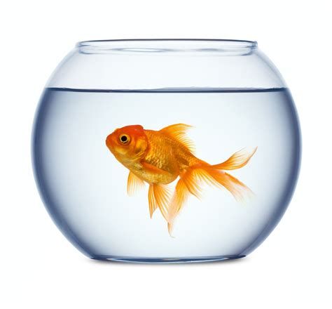 The Global Small Business Blog: Today in Global Small Business: How to Adopt a Small Fish Culture