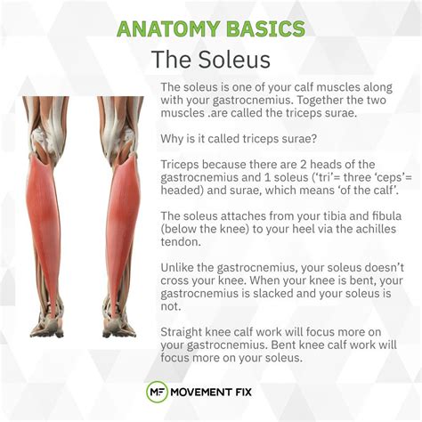 Anatomy Basics - The Soleus . . . #movementfix #fitness #tmf #strength #mobility #crossfit # ...