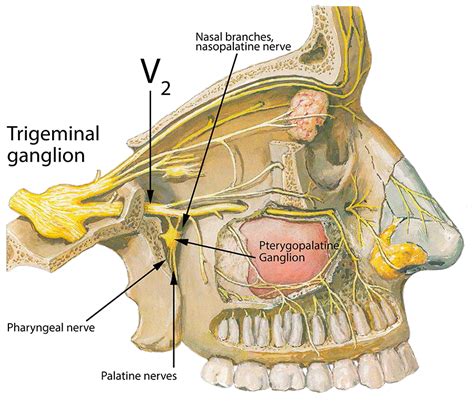 Palatine Nerve