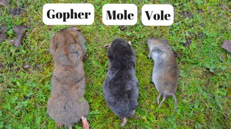 Vole management on-farm study reveals surprising levels of soybean ...