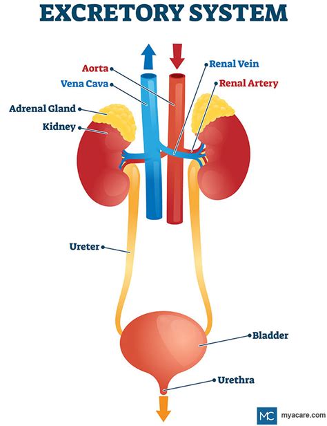 EXCRETORY SYSTEM OVERVIEW | Mya Care