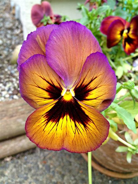 Free Image on Pixabay - Pansy, Purple Flower, Wildflower | Pansies, Flowers, Purple flowers