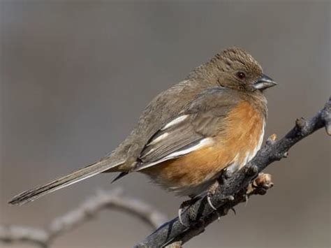 Eastern Towhee - NestWatch