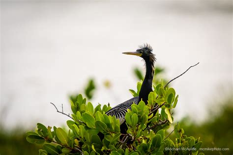 More Birds at Merritt Island National Wildlife Refuge - Michael McAuliffe Photography