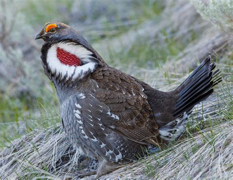 Blue Grouse: Getting The Blues Is A Good Thing • BC Outdoors Magazine