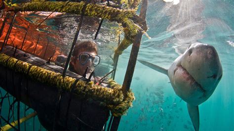 Shark Cage Diving Full-Day Tour