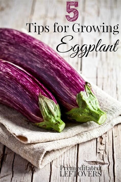 5 Tips for Growing Eggplant