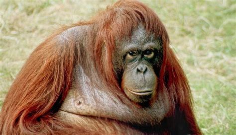 HISTORIC: Court Rules Zoo Orangutan Has Right To Freedom - The Dodo