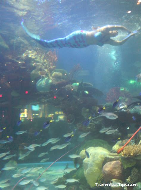 an aquarium filled with lots of different types of fish