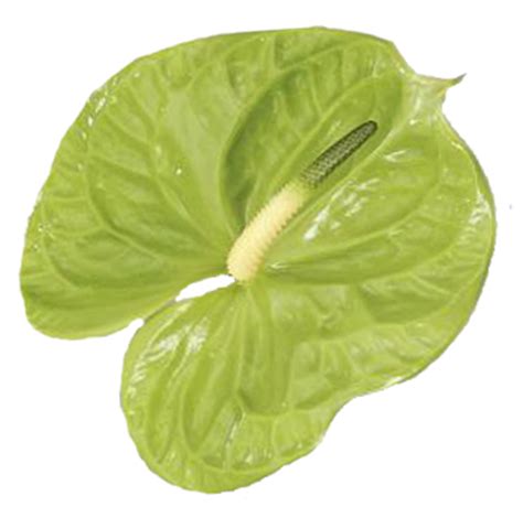 Green Anthurium Tropical Flowers | Anthurium | Flowers Near Me | Bulk Flowers