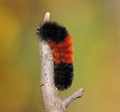 8 Black Caterpillars with Pictures and Identification