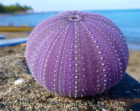 | Nature | Science| Purple | NASA | Purple Sea Urchin | Purple Tomato ...