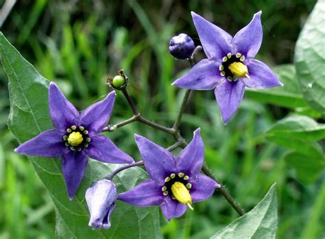 Nightshade | Deadly plants, Nightshade flower, Planting flowers