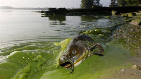 Huge algae bloom turns Maumee River green near Toledo