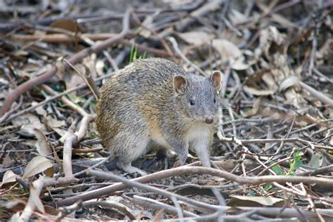 Bandicoot - A-Z Animals