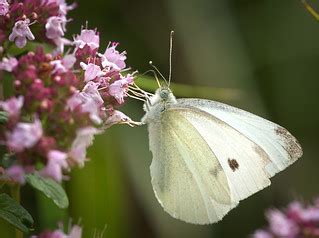 Small white | Small white (Pieris rapae) butterfly sipping n… | Flickr