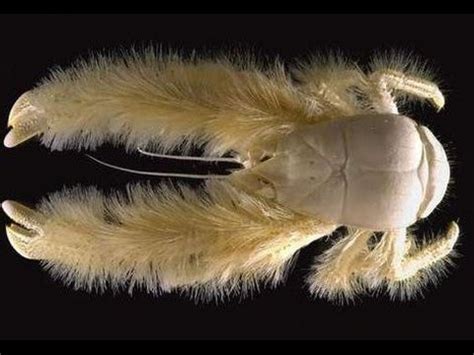 Facts: The Yeti Crab (Kiwa hirsuta/Kiwa puravida) - YouTube