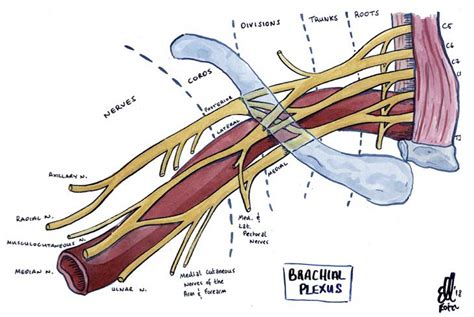 Upper Extremity Peripheral Nerve Blocks Brachial Plexus Anatomy | Porn ...