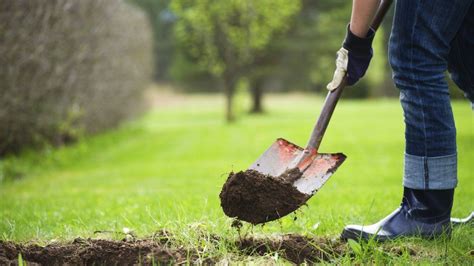 A Point of View: Why gardening is really about digging your own grave - BBC News