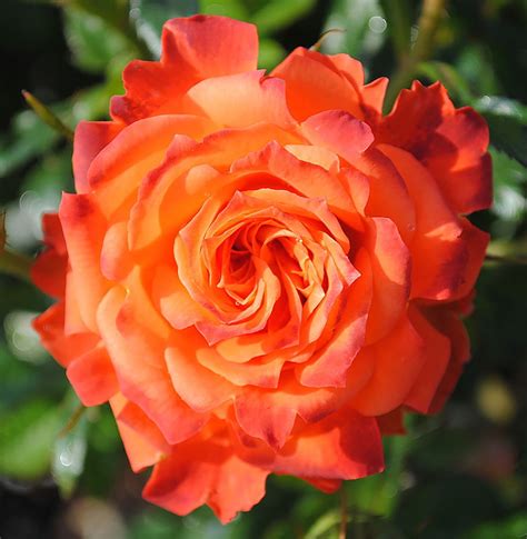 Mandarin Sunblaze® Miniature Rose Bush - 4" Pot - Walmart.com