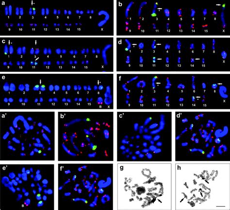 Fluorescence In Situ Hybridization Applications Thelabpedia | My XXX Hot Girl