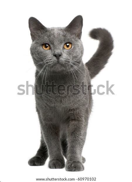 3.064 Cat Walking Front View Bilder, Stockfotos und Vektorgrafiken | Shutterstock