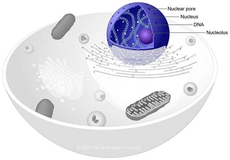 Nucleus and Nuclear Structures – Veterinary Histology