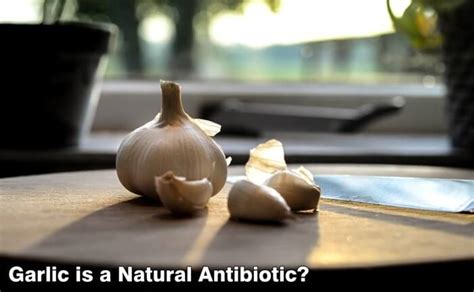 Is Garlic a Good Natural Antibiotic?