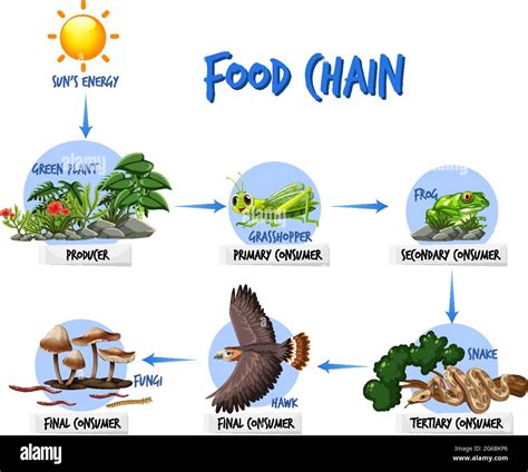 Food chain diagram concept illustration Stock Vector Image & Art - Alamy