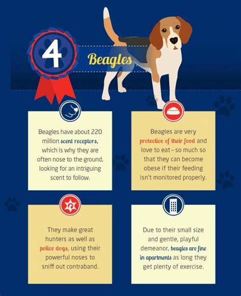 Beagle facts | Beagle dog, Beagle puppy, Top 10 dog breeds