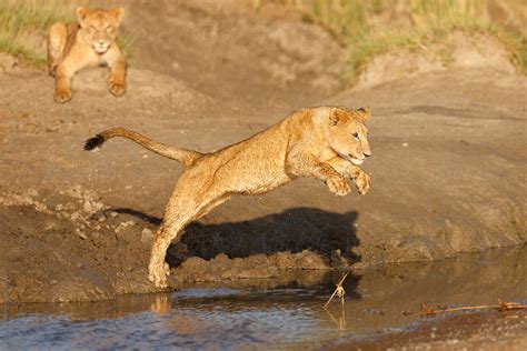 "Lion Jumping" by Stocksy Contributor "Paul Tessier" - Stocksy