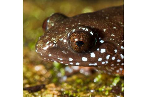 Meet India's starry dwarf frog, lone member of newly discovered ancient lineage