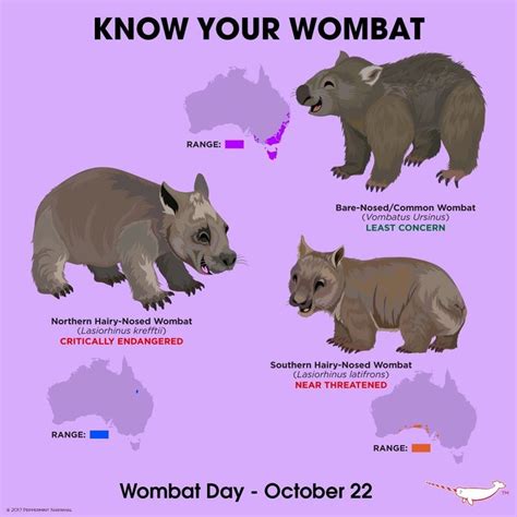 Know Your Wombat | Животные