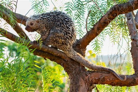 11 Prehensile-Tailed Porcupine Facts (aka Coendou) - Fact Animal