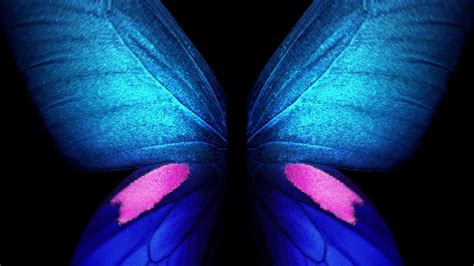 Live Butterfly Wallpapers - Wallpaper Cave