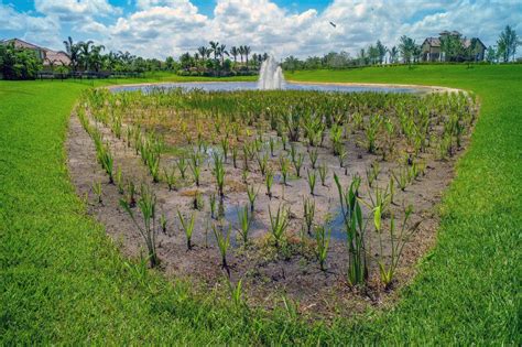 Florida Plants That Control Erosion in a Wetland