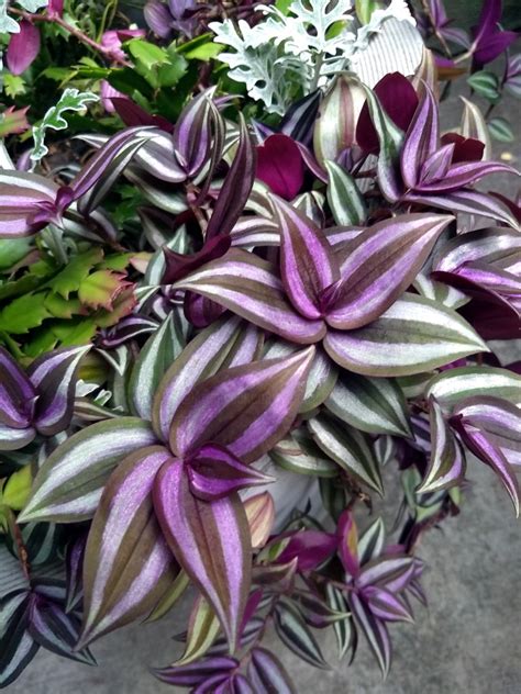 Purple And Green Plant - Plant Ideas