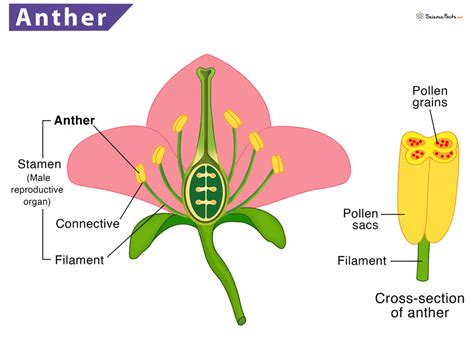 Anther - Definition, Meaning, Location, Function & Diagram