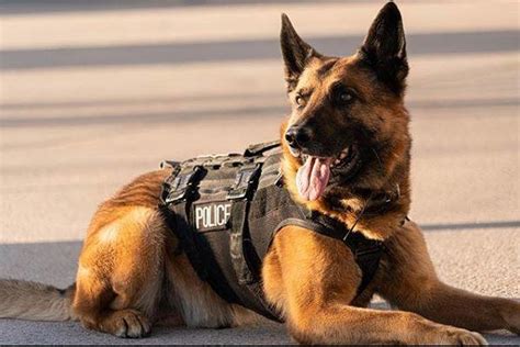 PHOTOS: Meet Northern Colorado's Dogs of Law Enforcement