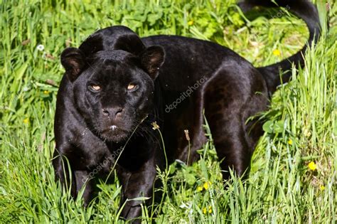 Black Jaguar — Stock Photo © davemhuntphoto #52305273