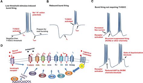 Frontiers | Neural Burst Firing and Its Roles in Mental and ...