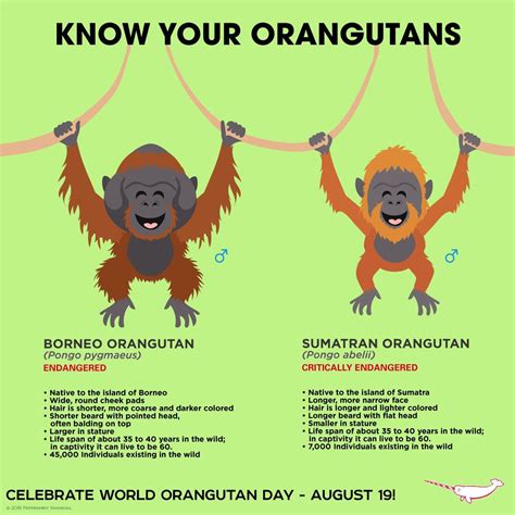 KNOW YOUR ORANATANS - BORNEO - ENDANGERED and SUMARTRAN - CRITICALLY ENDANGERED | Sumatran ...