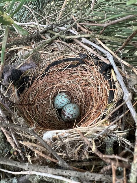 Northern Mockingbird Nest