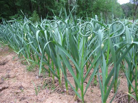 MONEY MATTERS: Investing In Garlic Farming