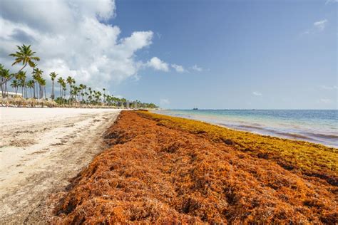 Sargasso Sea And Sargassum | Amusing Planet