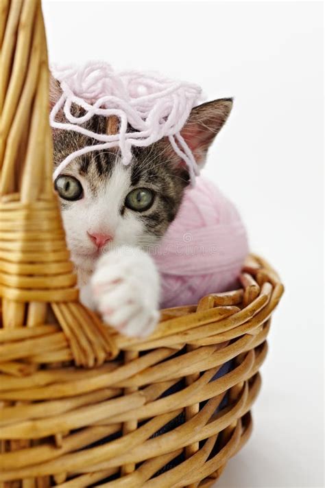 Cat playing with yarn stock image. Image of kitty, kitten - 14861773