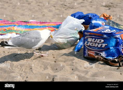 Seagull stealing food on beach Stock Photo - Alamy