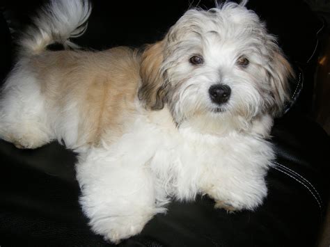 Havanese - Puppies, Rescue, Pictures, Information, Temperament ...