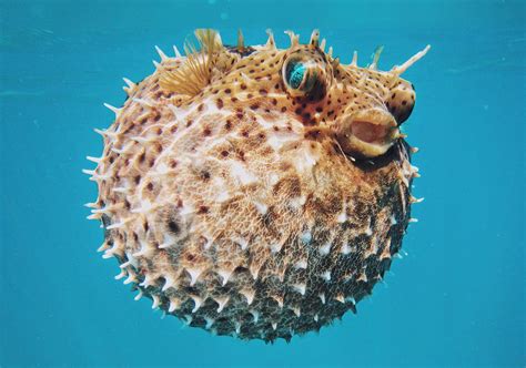 What Are Pufferfish And Are They Poisonous | Images and Photos finder